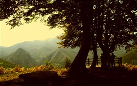 Arbres, montagne, crépuscule HD Fonds d'écran