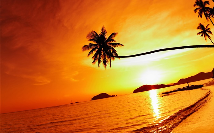 Tropical, plage, Coucher soleil, paume, arbre, Thaïlande Fonds d'écran, image