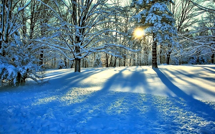 Hiver, neige, arbres, soleil, rayons Fonds d'écran, image