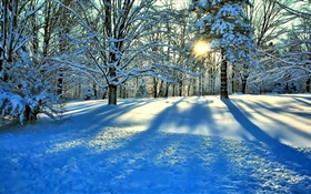 Hiver, neige, arbres, soleil, rayons