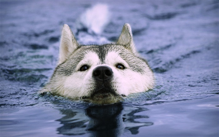 Loup nager dans l'eau Fonds d'écran, image