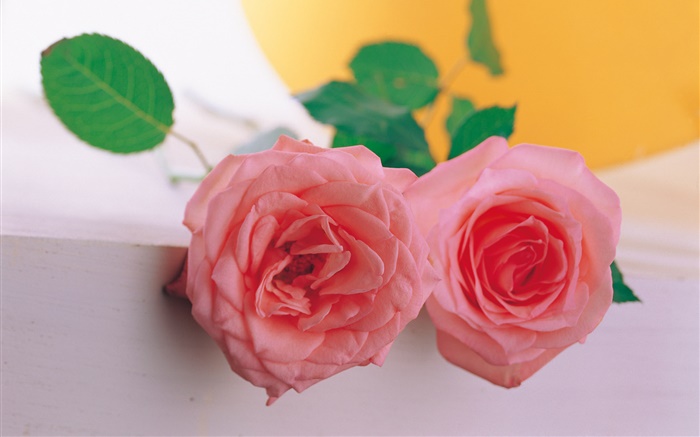 Une paire de rose rose Fonds d'écran, image