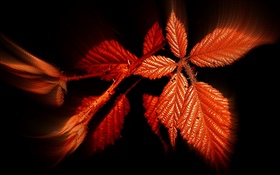 Automne, rouge, feuilles, noir, fond HD Fonds d'écran
