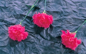Carnations, fleurs roses