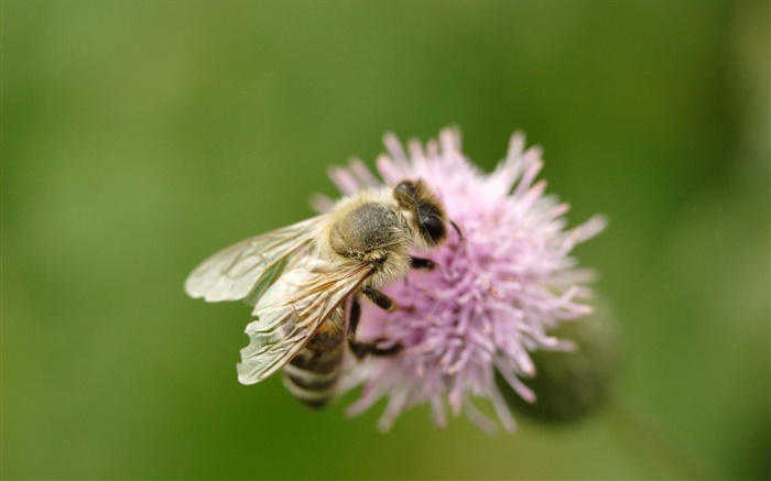 Insecte, abeille, gros plan, rose, fleur Fonds d'écran, image
