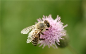Insecte, abeille, gros plan, rose, fleur HD Fonds d'écran
