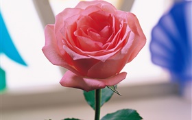 Une rose rose HD Fonds d'écran