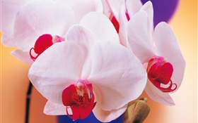 Phalaenopsis pétales blancs HD Fonds d'écran