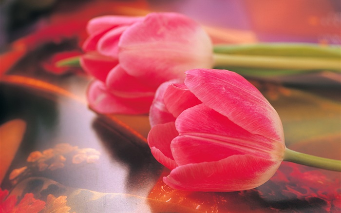 Rose, tulipes, fleur, gros plan Fonds d'écran, image