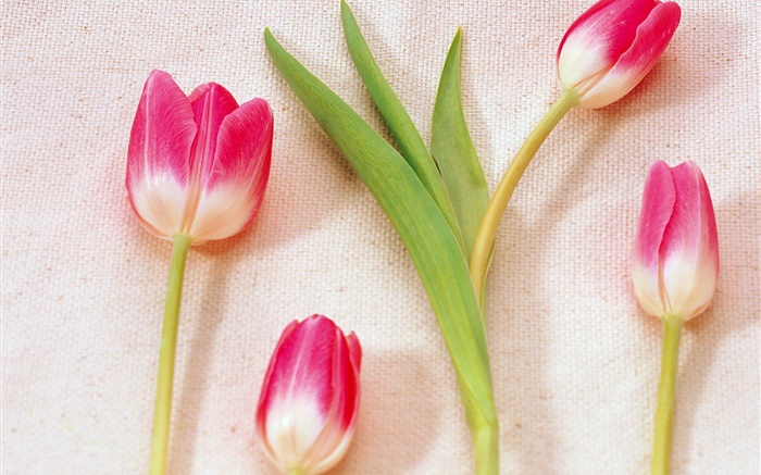 Rose, blanc, pétales, tulipes Fonds d'écran, image