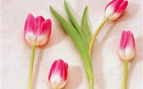 Rose, blanc, pétales, tulipes