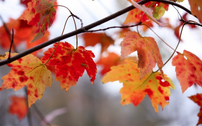 Rouge, feuilles, brindilles, automne Fonds d'écran, image