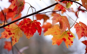 Rouge, feuilles, brindilles, automne HD Fonds d'écran