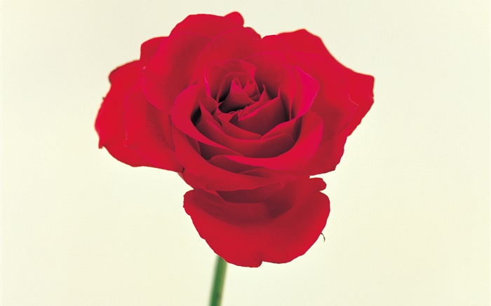 Une rose rouge Fonds d'écran, image