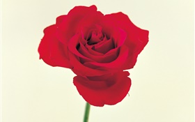 Une rose rouge HD Fonds d'écran