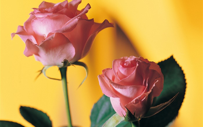 Rose, rose, jaune, fond Fonds d'écran, image