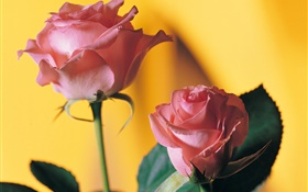 Rose, rose, jaune, fond HD Fonds d'écran