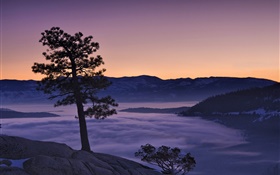 Arbre, brouillard, montagnes, aube HD Fonds d'écran