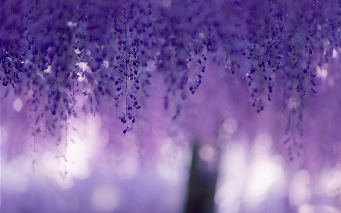 Wisteria, fleurs violettes, rideaux Fonds d'écran, image