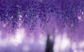 Wisteria, fleurs violettes, rideaux HD Fonds d'écran