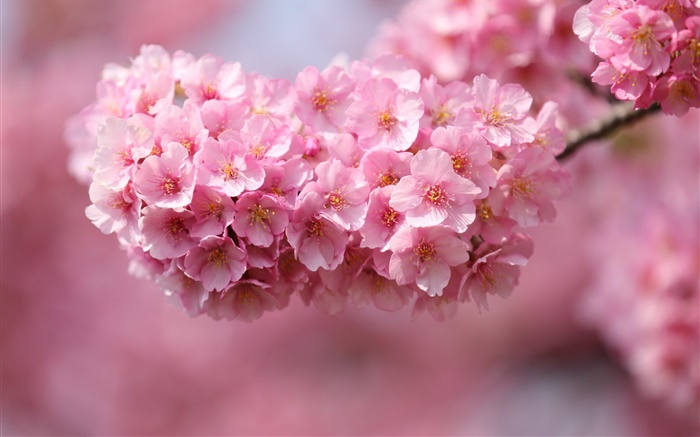 Fleurs roses de fleurs de cerisier, printemps Fonds d'écran, image
