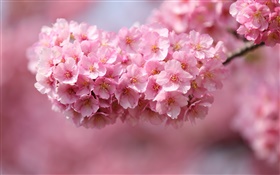 Fleurs roses de fleurs de cerisier, printemps HD Fonds d'écran