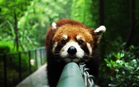 Red panda repos sur la clôture HD Fonds d'écran