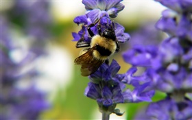 Insecte abeille, fleurs bleues, bokeh