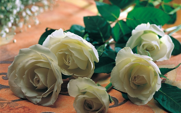 Fleurs roses blanches Fonds d'écran, image
