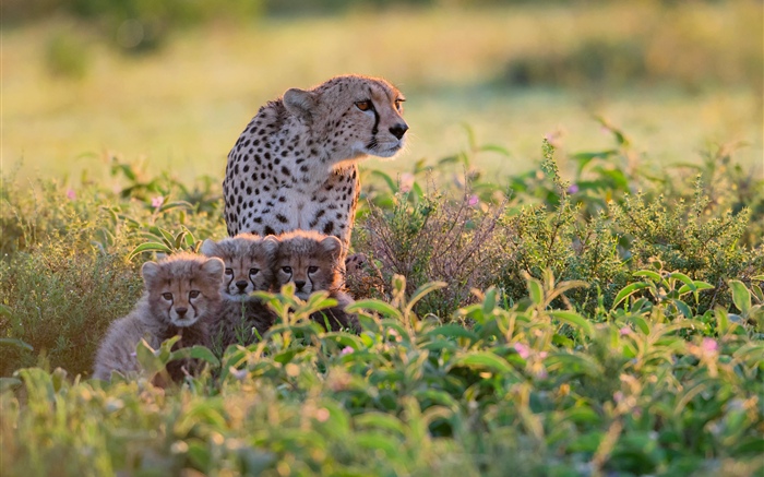 Afrique, Tanzanie, famille des guépards, buissons Fonds d'écran, image