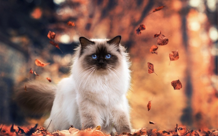 Oeil bleu chat, automne, feuilles Fonds d'écran, image