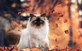 Oeil bleu chat, automne, feuilles HD Fonds d'écran