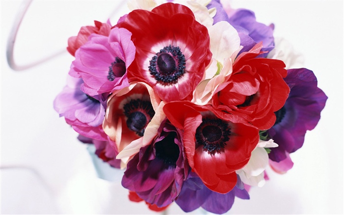 Différentes couleurs fleurs, blanc, rose, violet, rouge Fonds d'écran, image