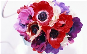 Différentes couleurs fleurs, blanc, rose, violet, rouge HD Fonds d'écran