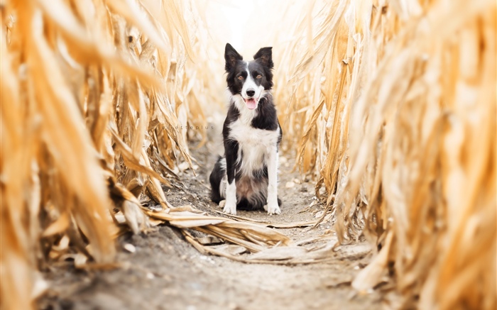 Vue sur le chien, champ de maïs Fonds d'écran, image