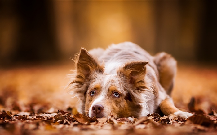 Les chiens ont un repos, l'automne, les feuilles Fonds d'écran, image