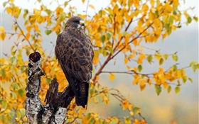Hawk, automne, arbres