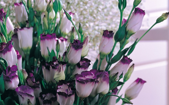 Pétales blancs pourpre tulipes Fonds d'écran, image