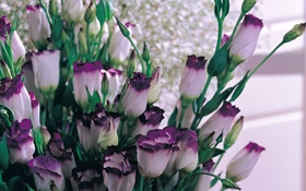 Pétales blancs pourpre tulipes