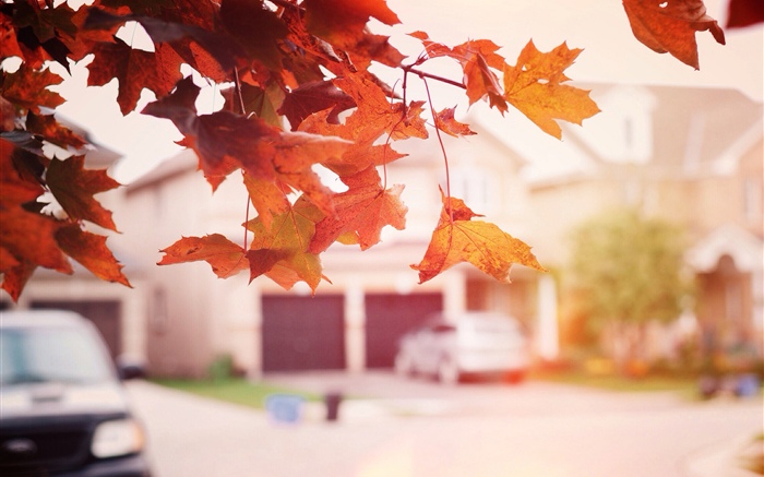 Feuilles d'érable rouge, automne, rue Fonds d'écran, image