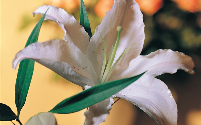 Fleur de lys blanc Fonds d'écran, image