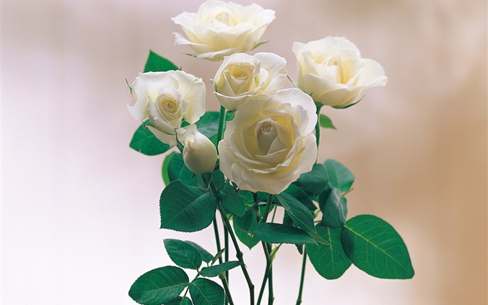 Roses de pétales blancs Fonds d'écran, image