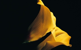 Pétalons jaunes calla lily close-up