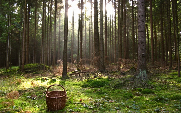 Autriche, forêt, arbres, panier Fonds d'écran, image