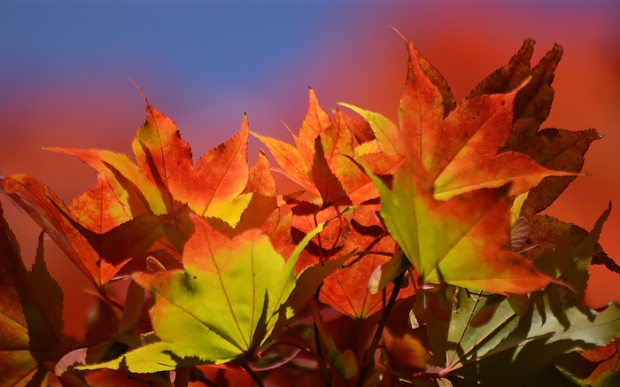 Automne, feuilles d'érable rouge Fonds d'écran, image