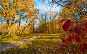 Automne, arbres, feuilles jaunes, chemin HD Fonds d'écran