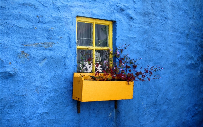 Mur bleu, fenêtre, fleurs Fonds d'écran, image