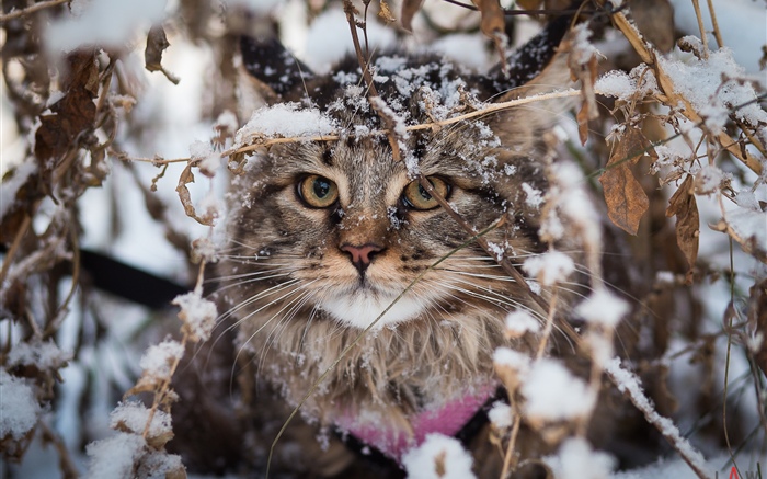 Pli britannique chat, neige, hiver Fonds d'écran, image
