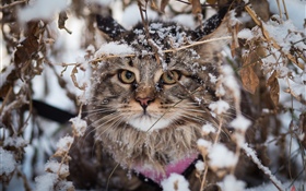 Pli britannique chat, neige, hiver HD Fonds d'écran