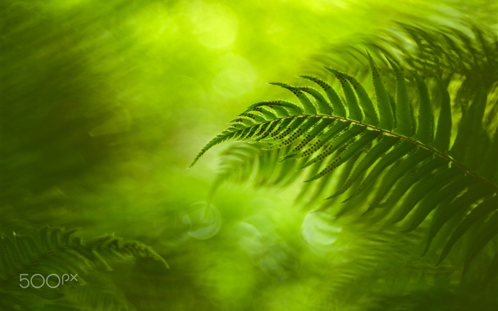 Feuilles de fougère verte, nature Fonds d'écran, image